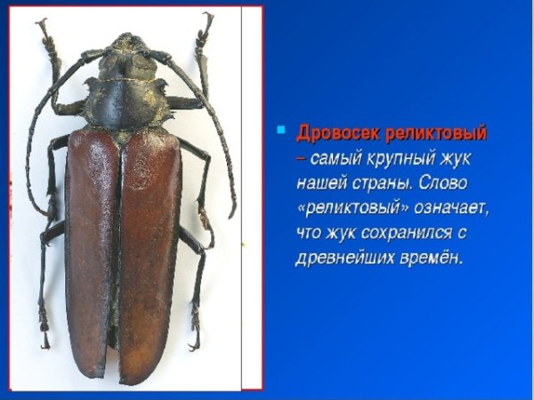 Дровосек реликтовый красная книга России