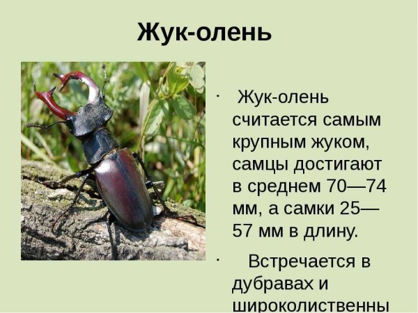 Сообщение про жука оленя