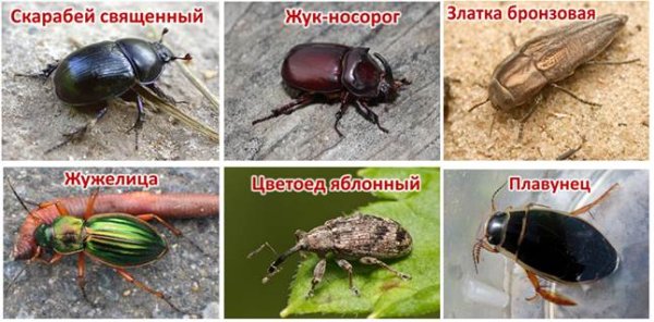 Представители отряда Жуков и жесткокрылых