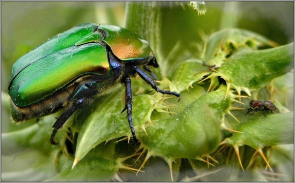 Жук бронзовка мраморная