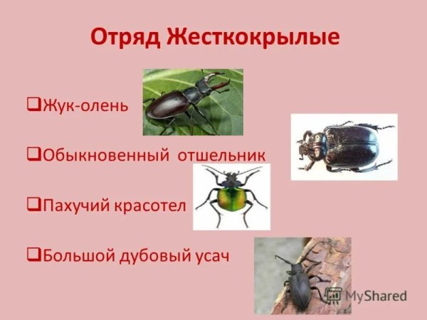 Жесткокрылые жуки представители отряда