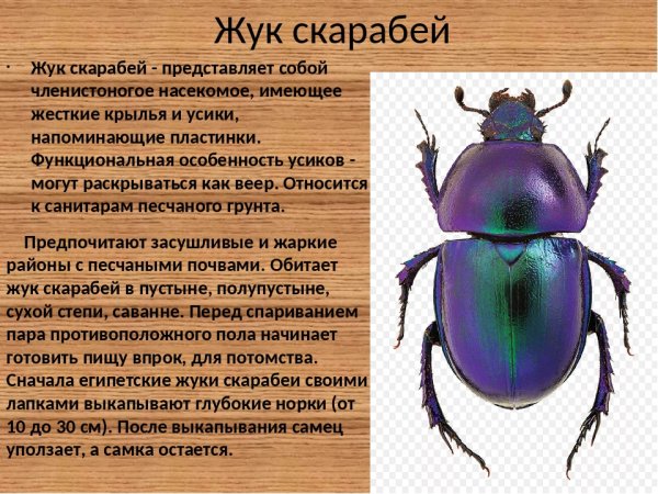 Жук навозник скарабей описания
