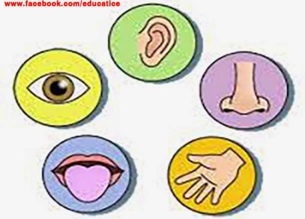 Знаки органов чувств