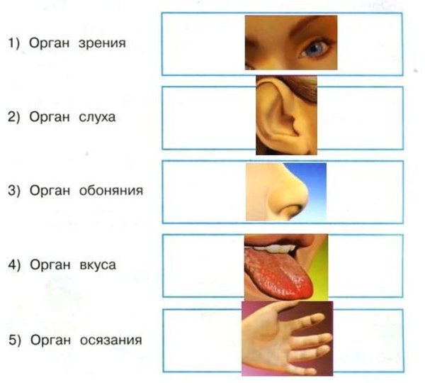 Знаки относящиеся к органам чувств