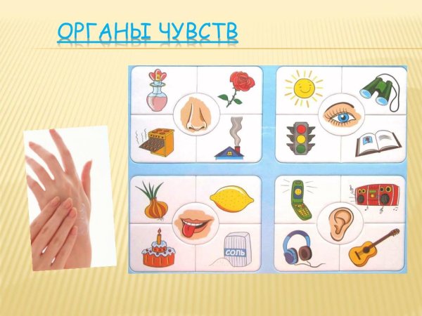 Органы чувств человека для дошкольников