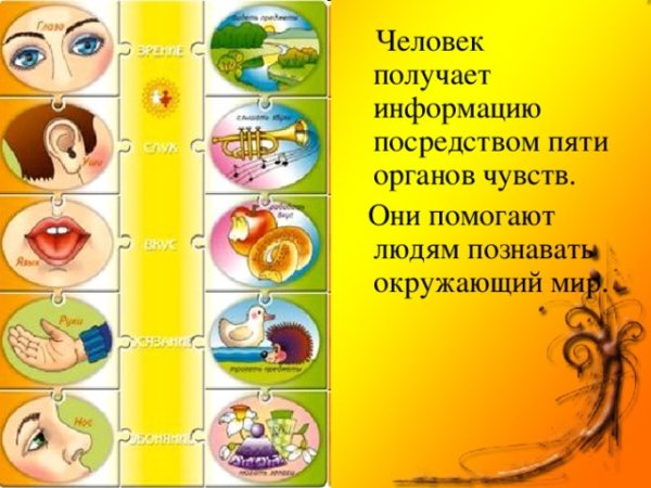 Органы чувств