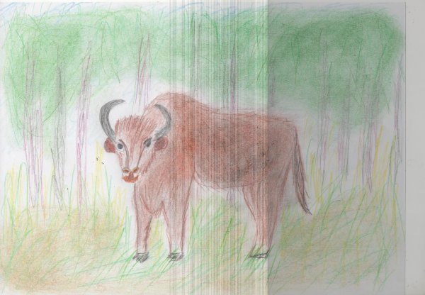 Легкие зубра рисунок