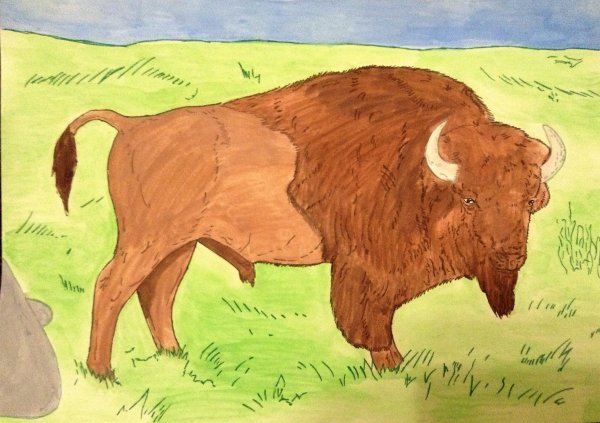 Рисование зубра