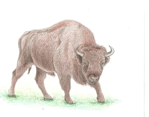 ЗУБР рисунок