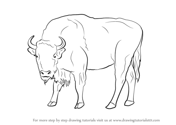 Рисование зубра