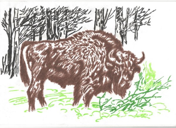 Кавказский ЗУБР рисунок