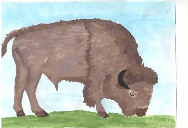 Рисование ЗУБР старшая группа