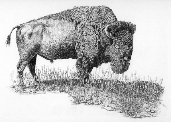 Бизон Ричард