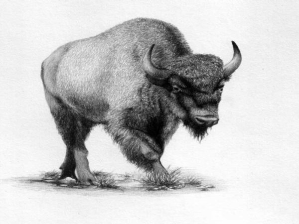 ЗУБР картинка для окружающего мира