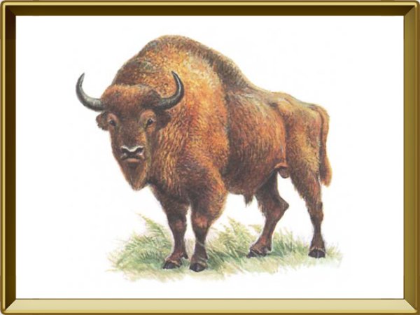 Праздник зубровки 30 августа