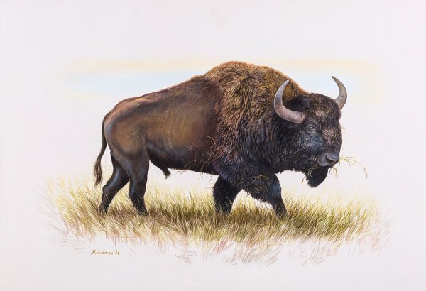 Степной Бизон Bison Priscus