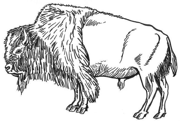 Бизон рисунок карандашом