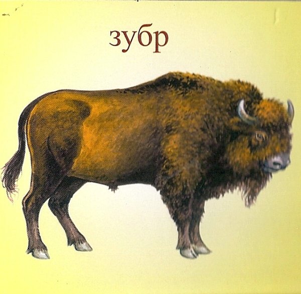 ЗУБР для детей