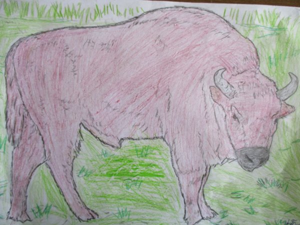 Рисунок карандашом зубра легко