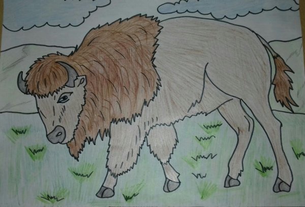 Детские рисунки зубра