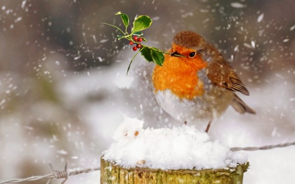 Птицы в снегопад