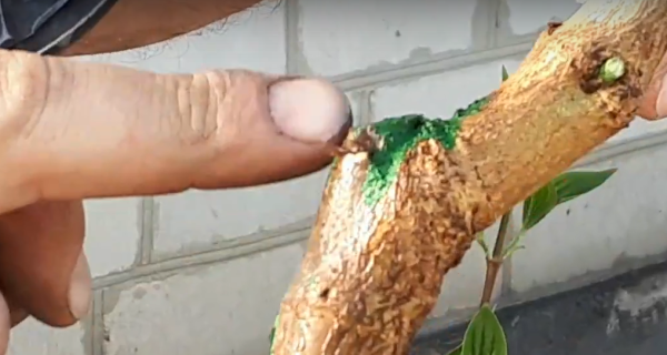 Привитые и непривитые