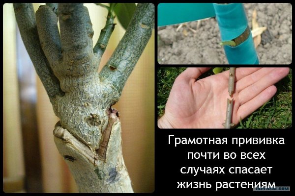 Прививка растений