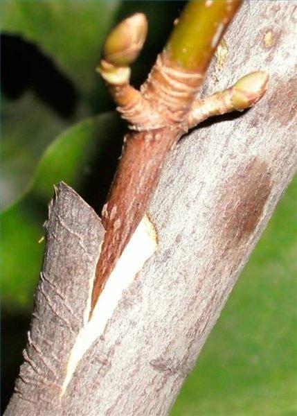 Окулировка деревьев почкой