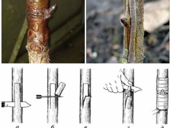 Окулировка саженцев яблони