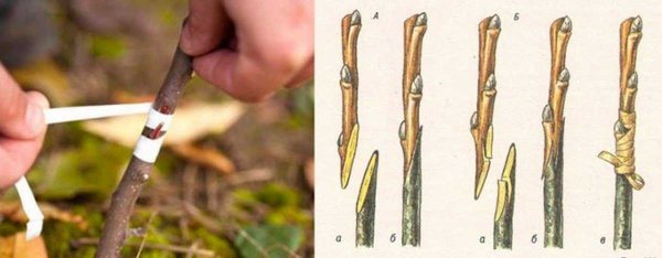 Прививка стеблевым черенком