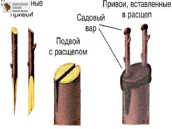 Таблица совместимости прививки плодовых деревьев