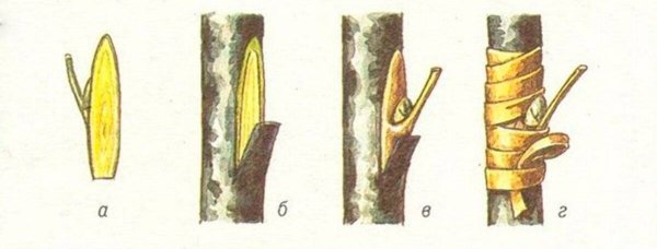 Прививка яблони окулировкой весной
