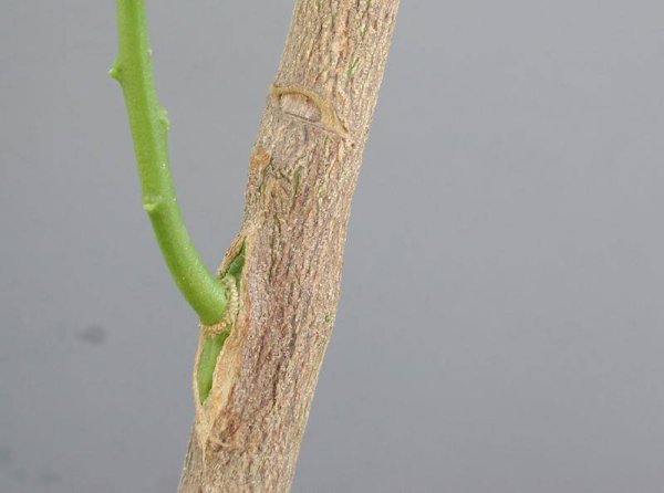 Окулировка мандарина