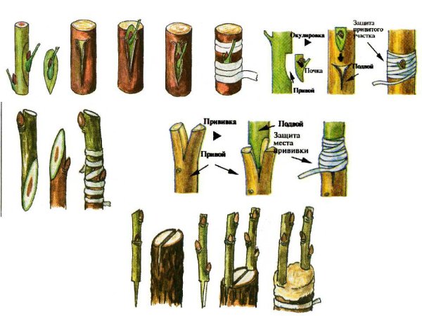 Прививка растений подвой привой