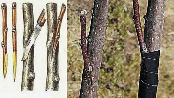 Прививка яблони окулировкой весной