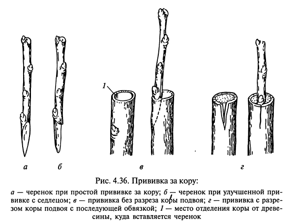 Прививка яблони подвой привой