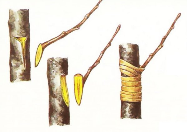 Лимон прививка окулировка