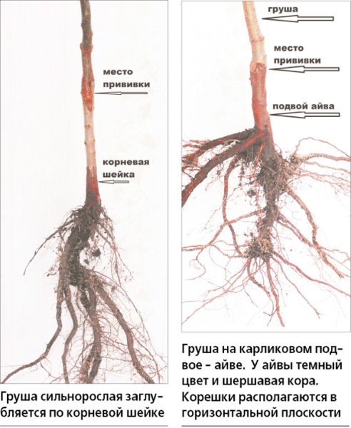 Шейка саженцев яблони