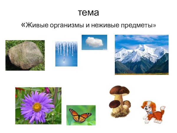 Живые и неживые предметы