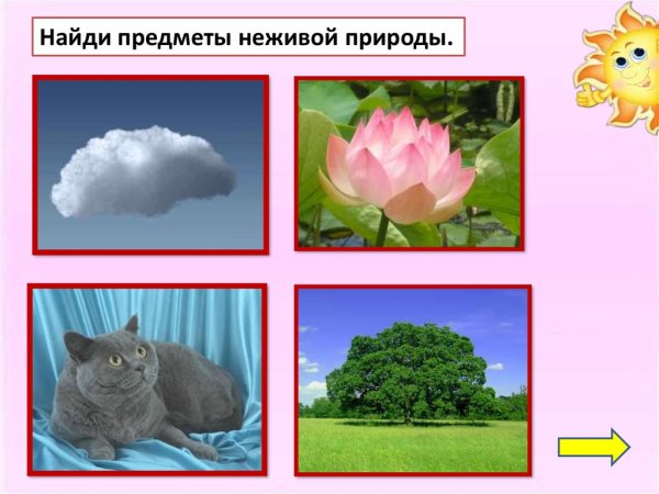 Объекты неживой природы