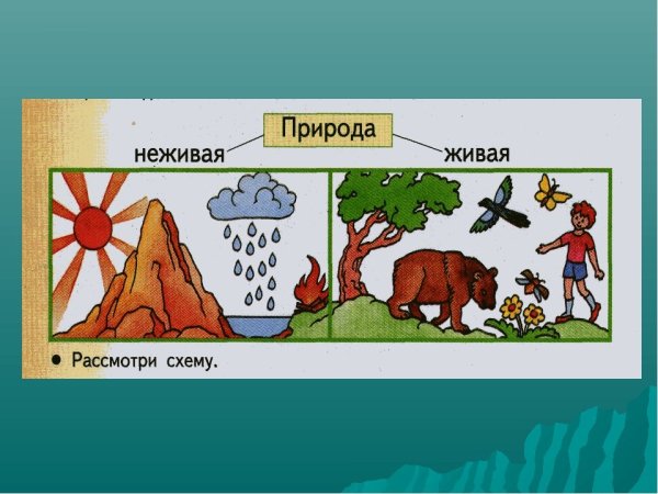 Живая и неживая природа