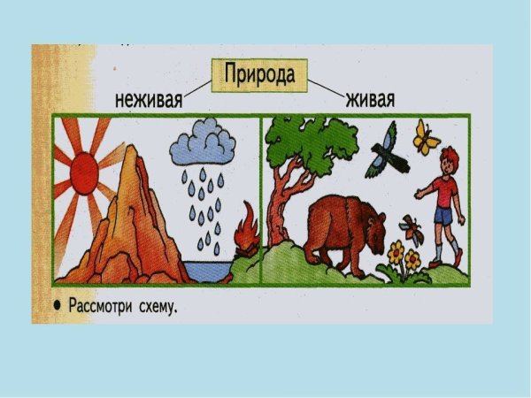 Рисунок Живая и неживая природа