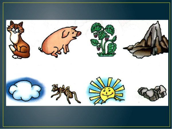 Живая и неживая природа для дошкольников