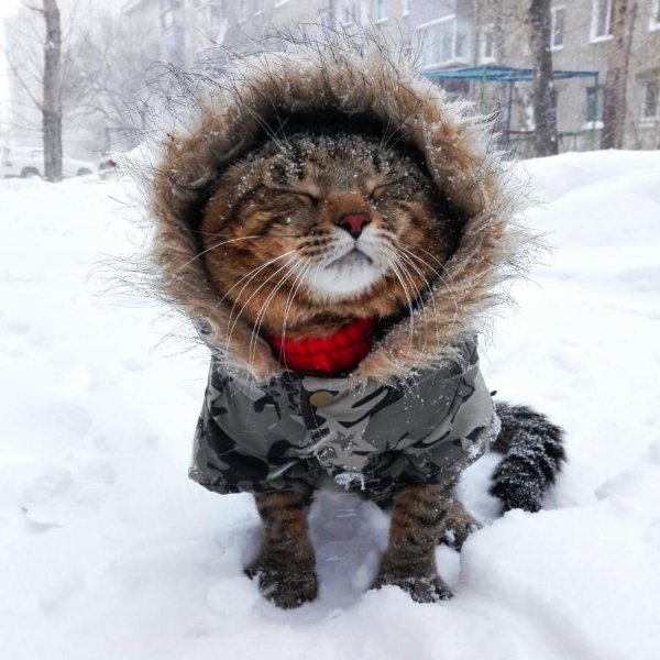Коту холодно