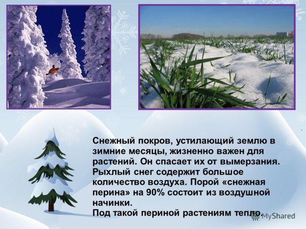 Снеговой Покров