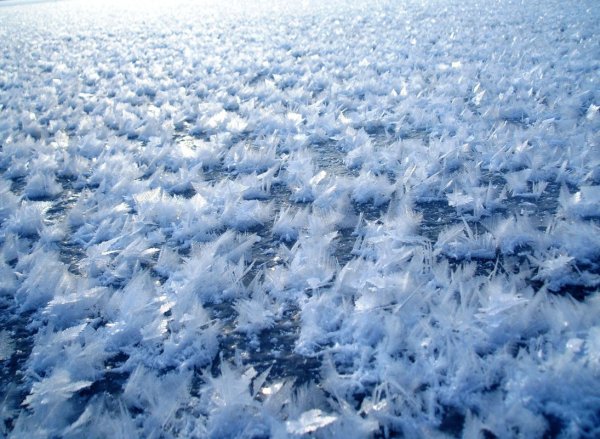 Ледяные цветы Арктики
