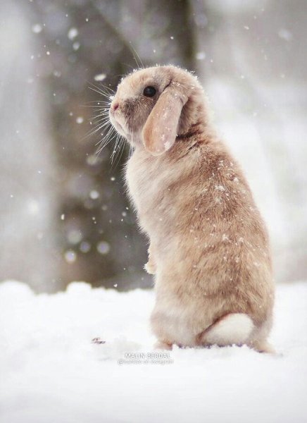 Кролик в снегу