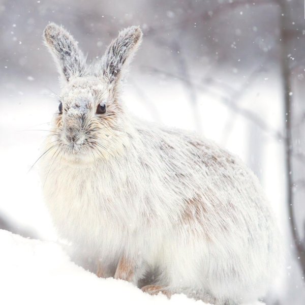 Сахалинский заяц Беляк