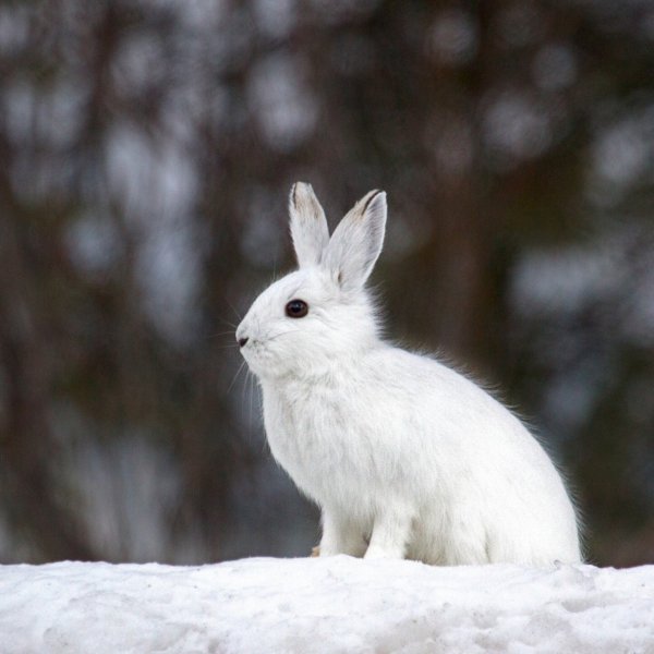 Заяц Беляк с длинными ушами