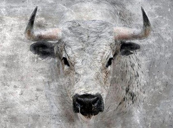 Белый металлический бык